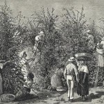 History of Coffee History of Coffee