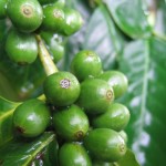 Organic Coffee Organic Coffee